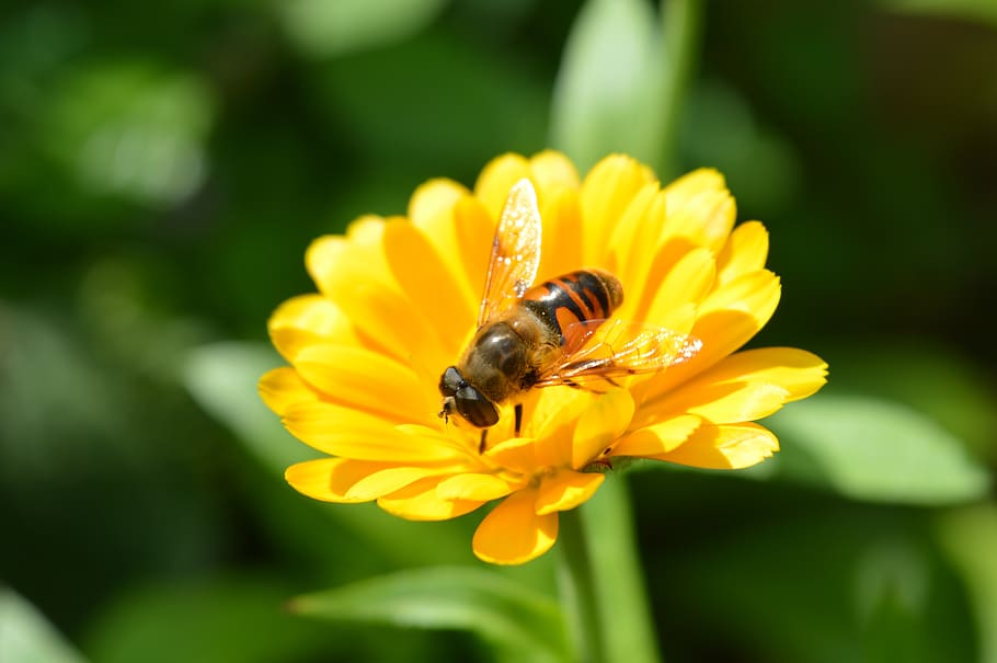 bee, blossom, bloom, close up, flowering plant, animal themes HD wallpaper