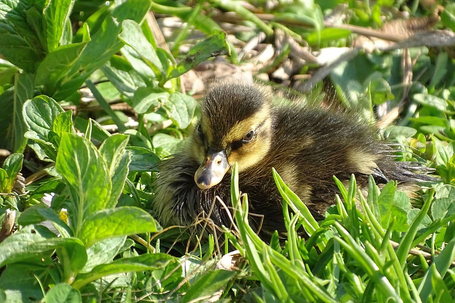 ducklings, fluffy, cute, plumage, season, morning, water bird HD wallpaper