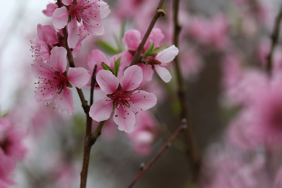 flowers, pink, casey, tree, spring, nice, petals, blooming HD wallpaper