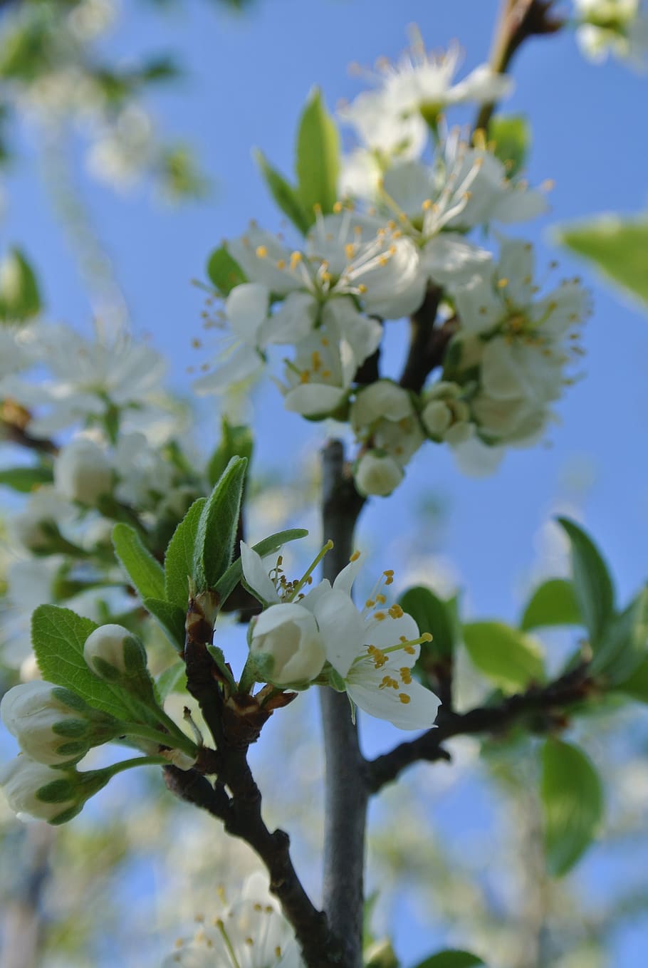flowers, branch, spring, bloom, plant, flowering plant, growth HD wallpaper