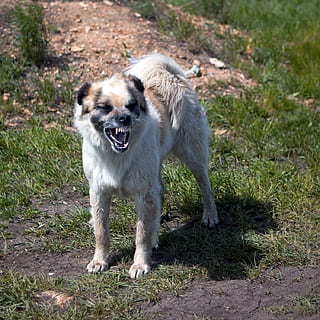 aggression, aggressive, alert, anger, angry, animal, barking HD wallpaper