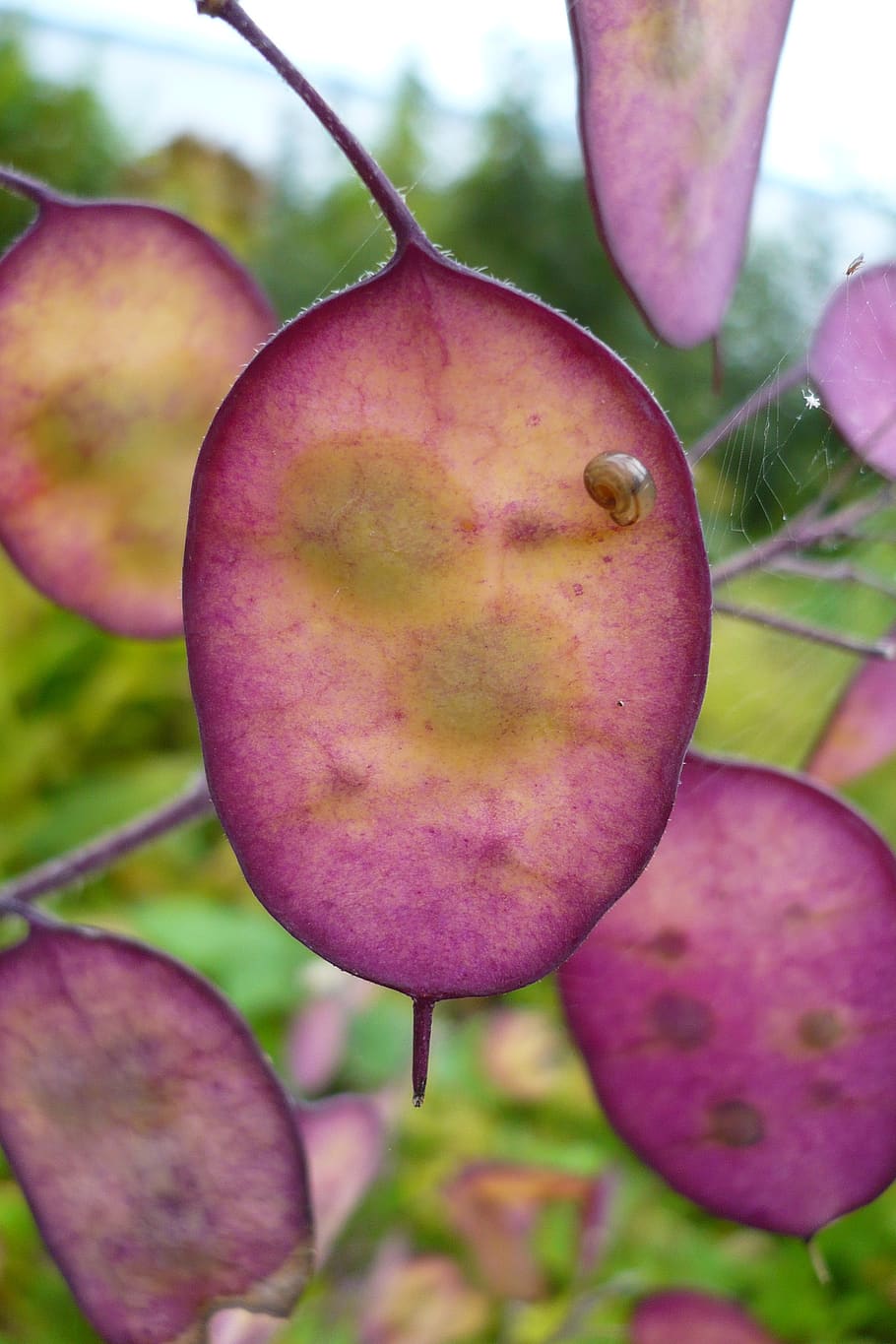 silver leaf, summer, flower, plant, denmark, nature, close up HD wallpaper