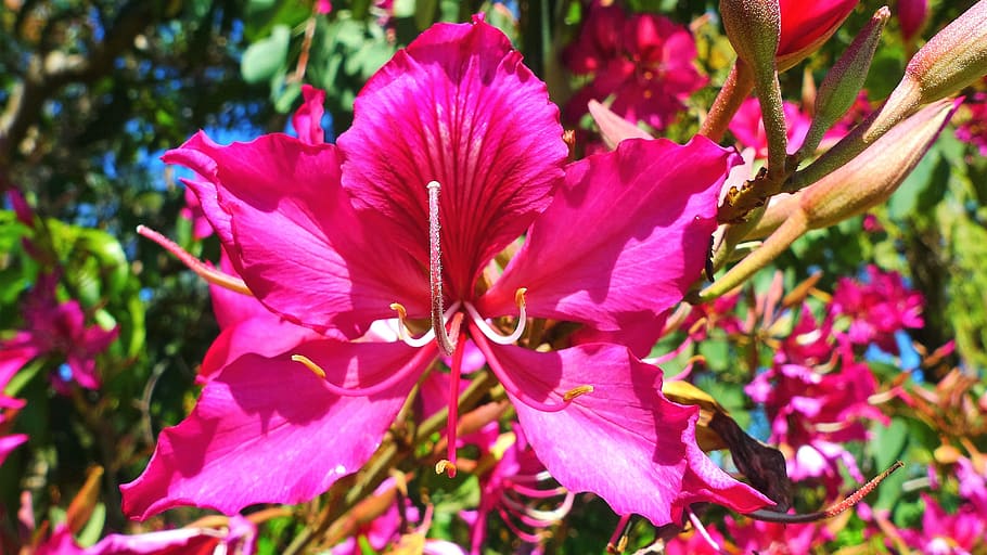 flower, petals, pistil, tree, flowering, plant, flowering plant HD wallpaper