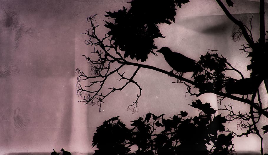 tree, branch, crow, raven, sunset, sky, contrast, birds, leaves HD wallpaper