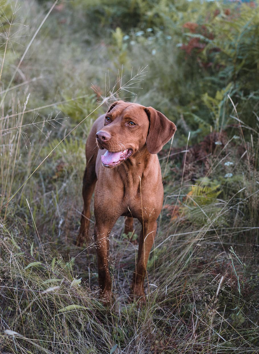 short-coated brown dog, romania, hound, mammal, pet, animal, canine HD wallpaper