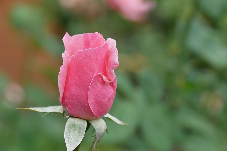 rose, pink, blossom, bloom, plant, drip, close up, flower, garden HD wallpaper