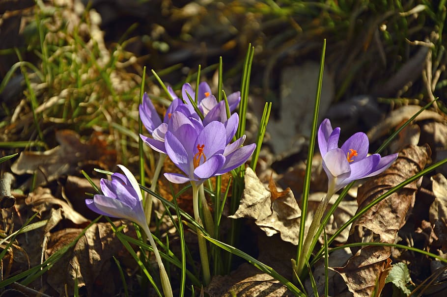 crocus, early bloomer, flowers, violet, frühlingsanfang, harbinger of spring HD wallpaper