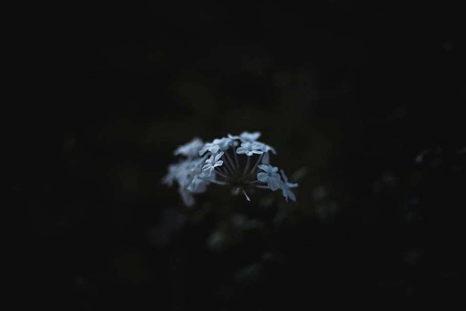 flower, petals, bloom, blur, dark, outdoor, garden, flowering plant HD wallpaper