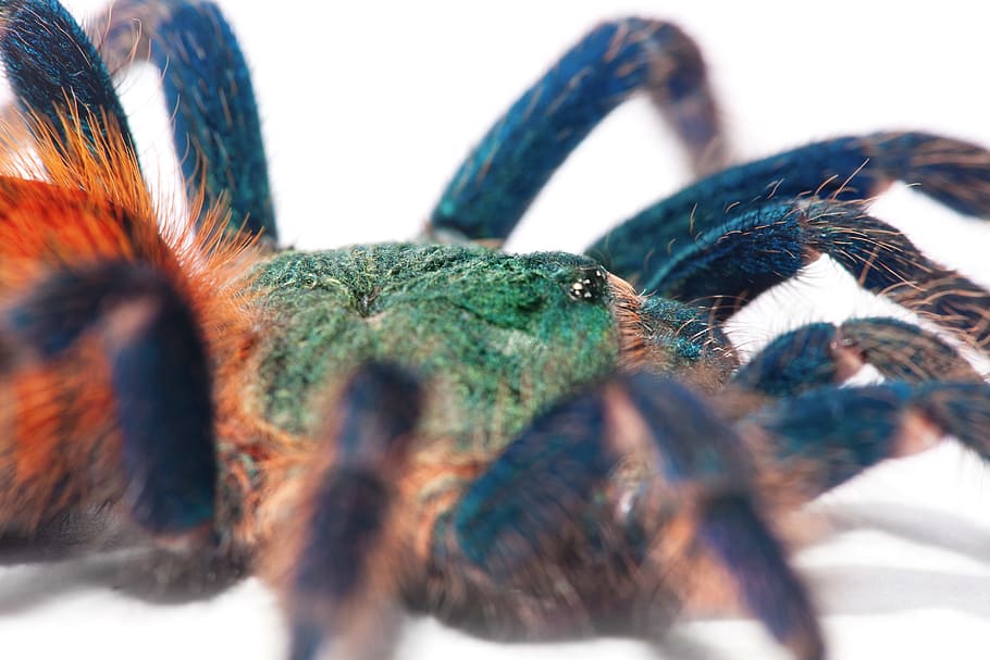 spider, web, blue, tarantula, big, closeup, photo, creepy, brachypelma, HD wallpaper