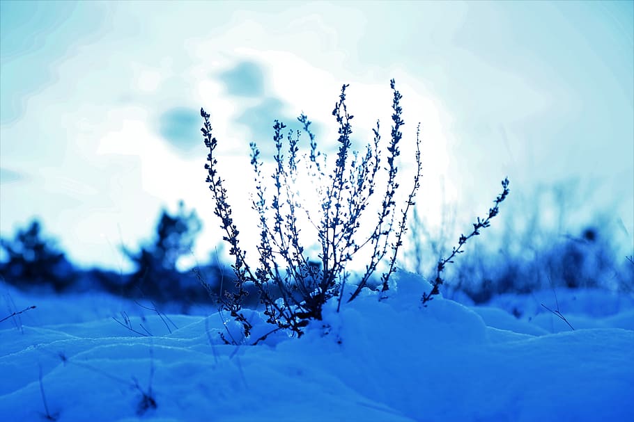 snow, winter, nature, horizon, mountain, taylor, forest, cold HD wallpaper