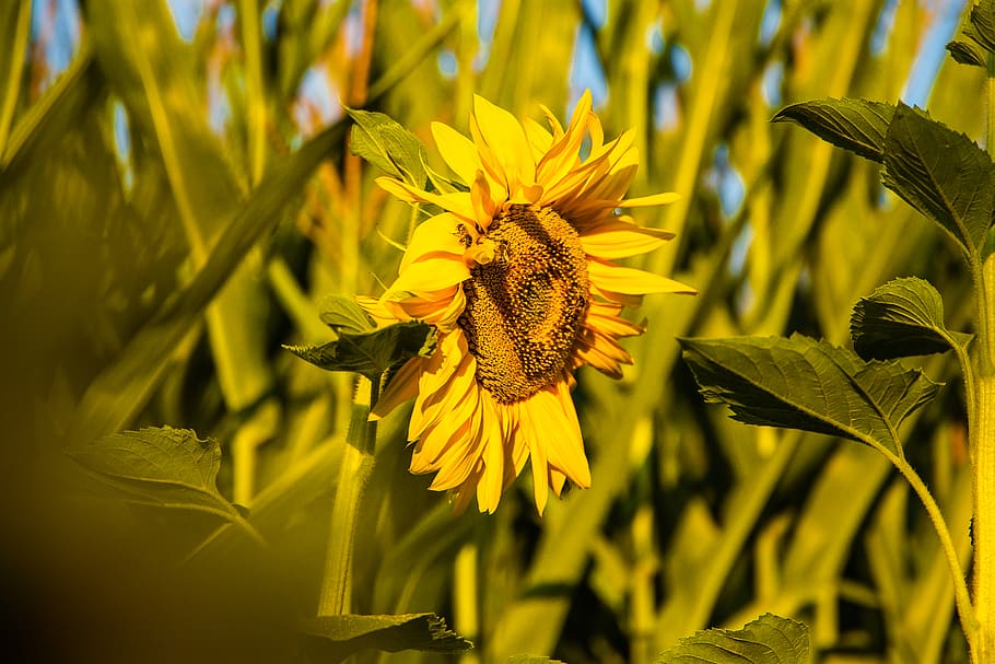 sunflower HD wallpaper, yellow, plant, flowering plant, growth HD wallpaper