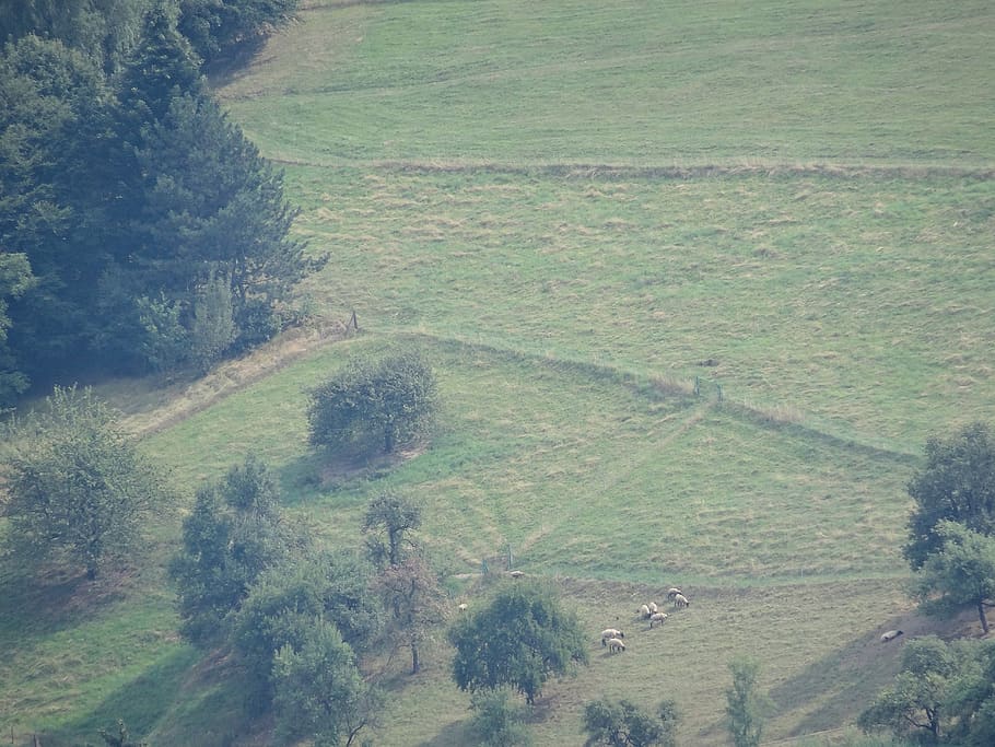 meadow, sheep, environment, landscape, scenics - nature, tranquil scene HD wallpaper