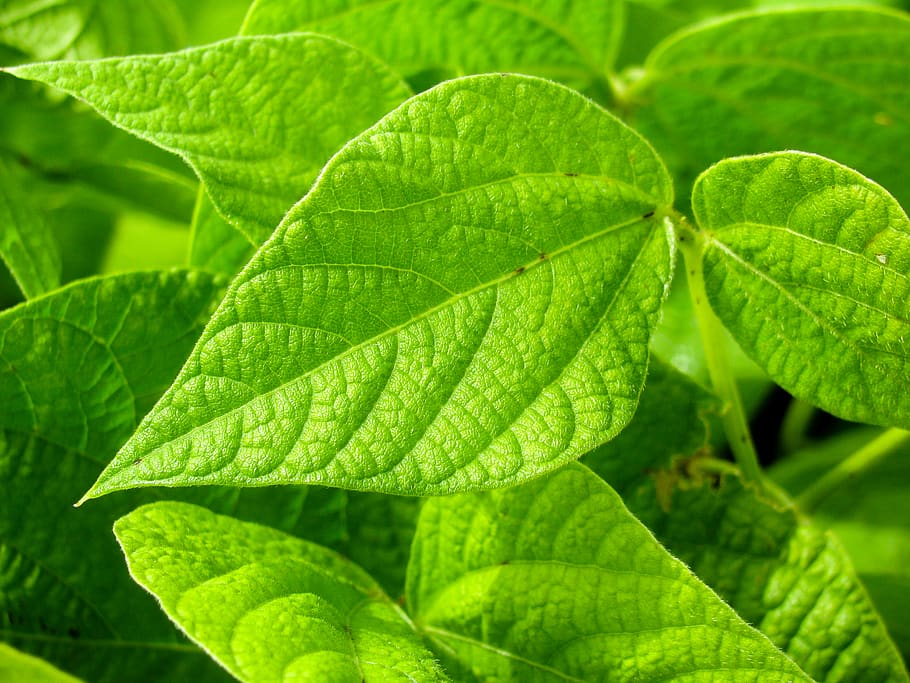 green, plants, leaf, plant part, green color, growth, close-up HD wallpaper