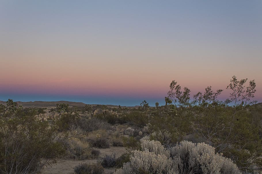desert, sky, joshua tree, gradient, california, dry, arid, nature HD wallpaper