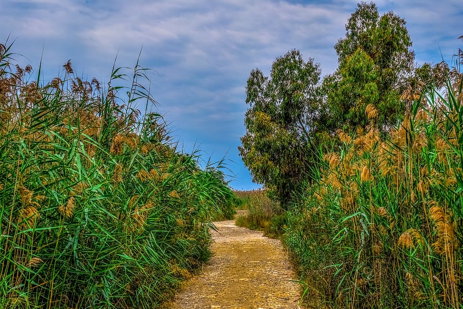 swamp, path, tree, reeds, nature, sky, clouds, livadi akrotiriou cyprus HD wallpaper