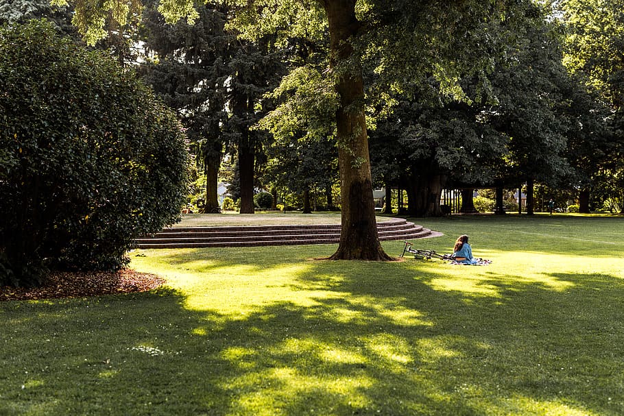 park, trees, bike, reading, picnic, rest, nature, fresh air HD wallpaper