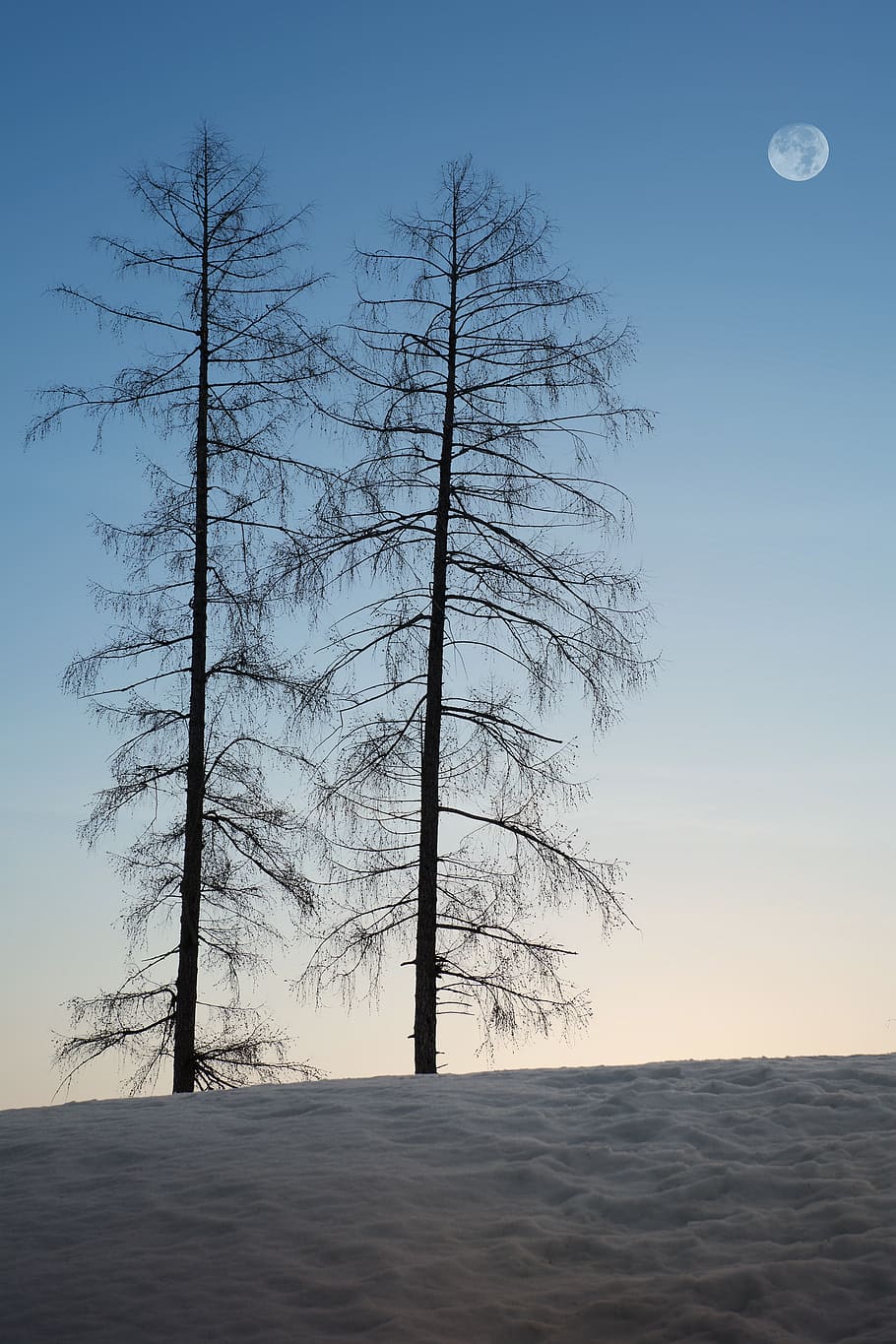 trees, winter, snow, larks, sky, moon, morning, sunrise, nature HD wallpaper