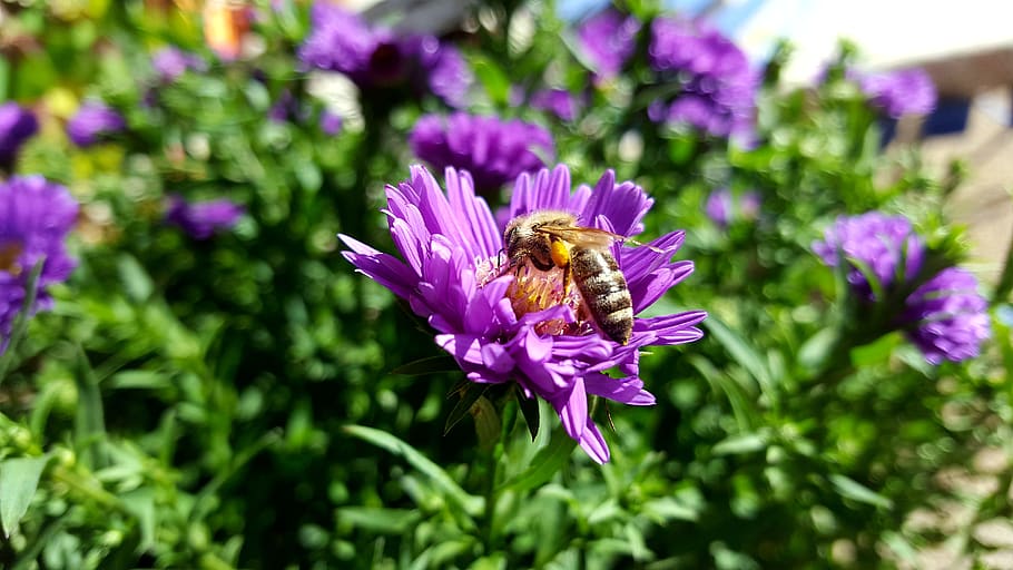 autumn, nature, bee, insect, flower, pollen, honey, flowering plant HD wallpaper
