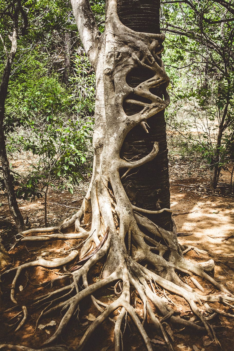 brown tree bark, plant, root, tree trunk, growth, nature, day HD wallpaper