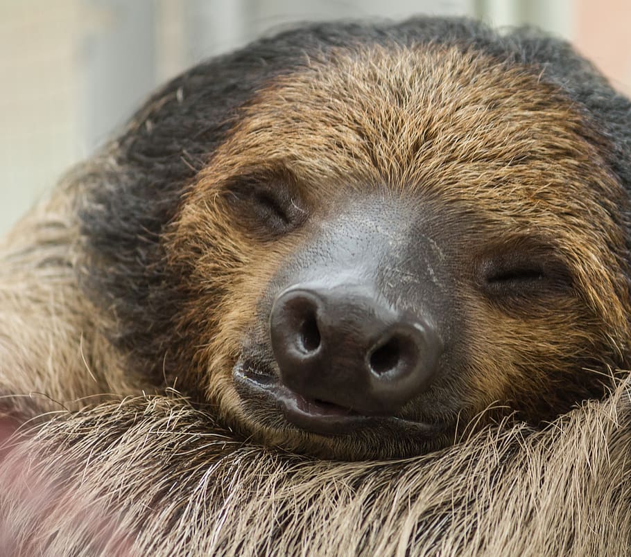 sloth, sleeping, animal, nature, relaxed, animal themes, mammal, HD wallpaper