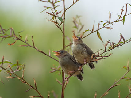 singing, birds, nature, song, background, animal, wildlife HD wallpaper