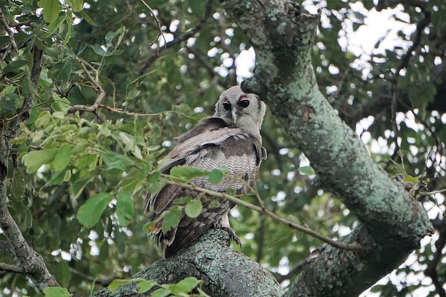 gray owl on tree, bird, animal, accipiter, plant, vegetation HD wallpaper