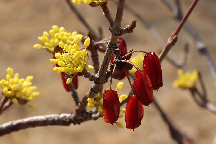 spring, spring flowers, nature, plants, wood, beautiful, garden HD wallpaper