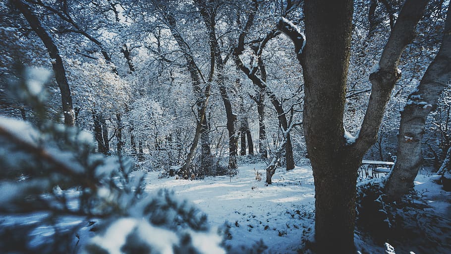 Snow Covered Forest, branches, cold, frost, nature, scenic, season HD wallpaper