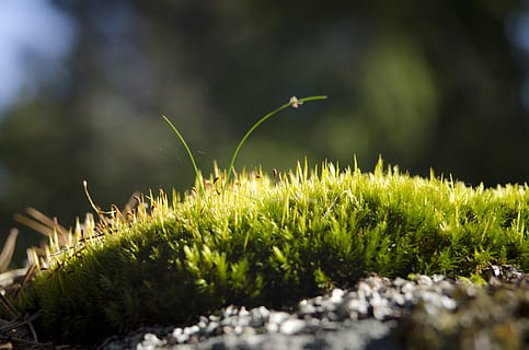 life, cicle, grass, vision, nature, finland, moss, sensibility HD wallpaper