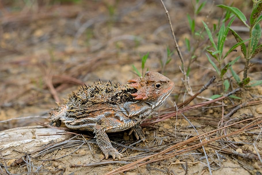 brown frog on ground, animal themes, animal wildlife, one animal HD wallpaper