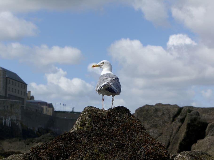 gull, tide, low, brittany, st-malo, france, animal, wallpaper HD wallpaper