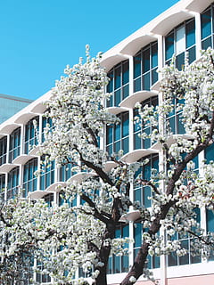 white petaled flowers in front of building, tree, blossom, branch HD wallpaper