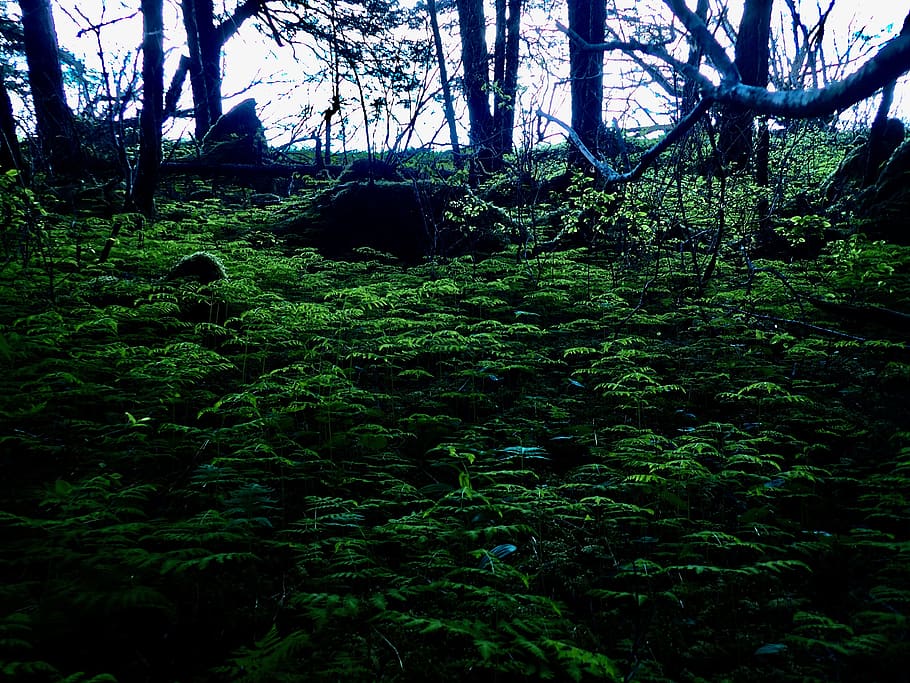 ak, kenai, temperate, life, plants, nature, everwildme, tree HD wallpaper