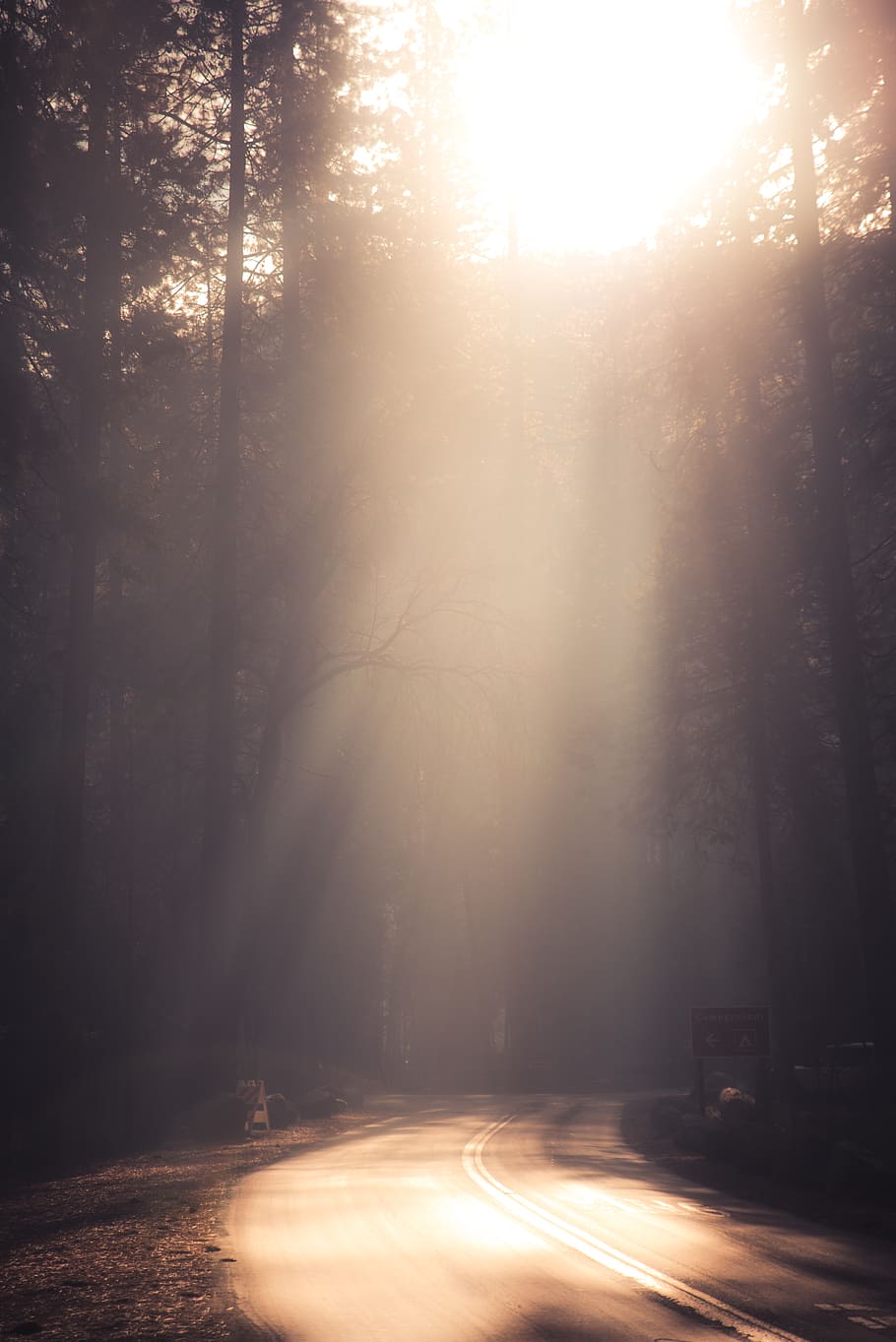 sun rays through pine tress on road, light, flare, fog, united states, HD wallpaper