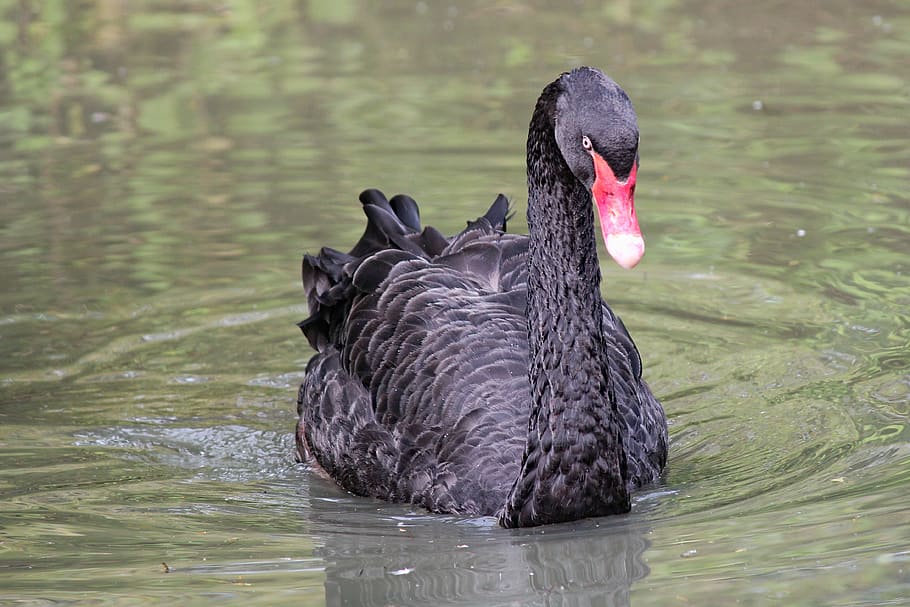 black duck on body of water, bird, waterfowl, animal, swan, black swan, HD wallpaper