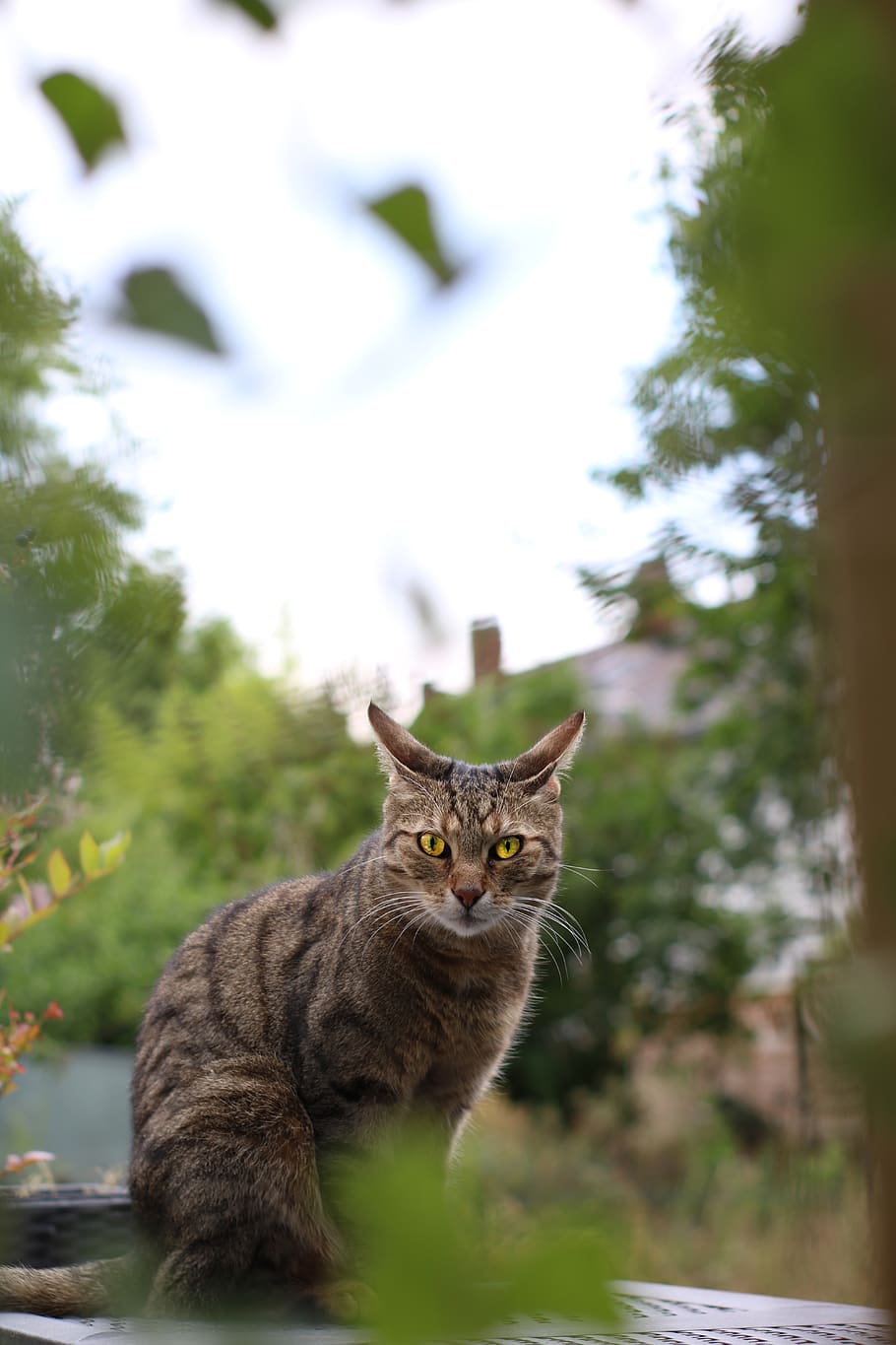 brown tabby cat, animal, pet, mammal, germany, lynx, wildlife HD wallpaper