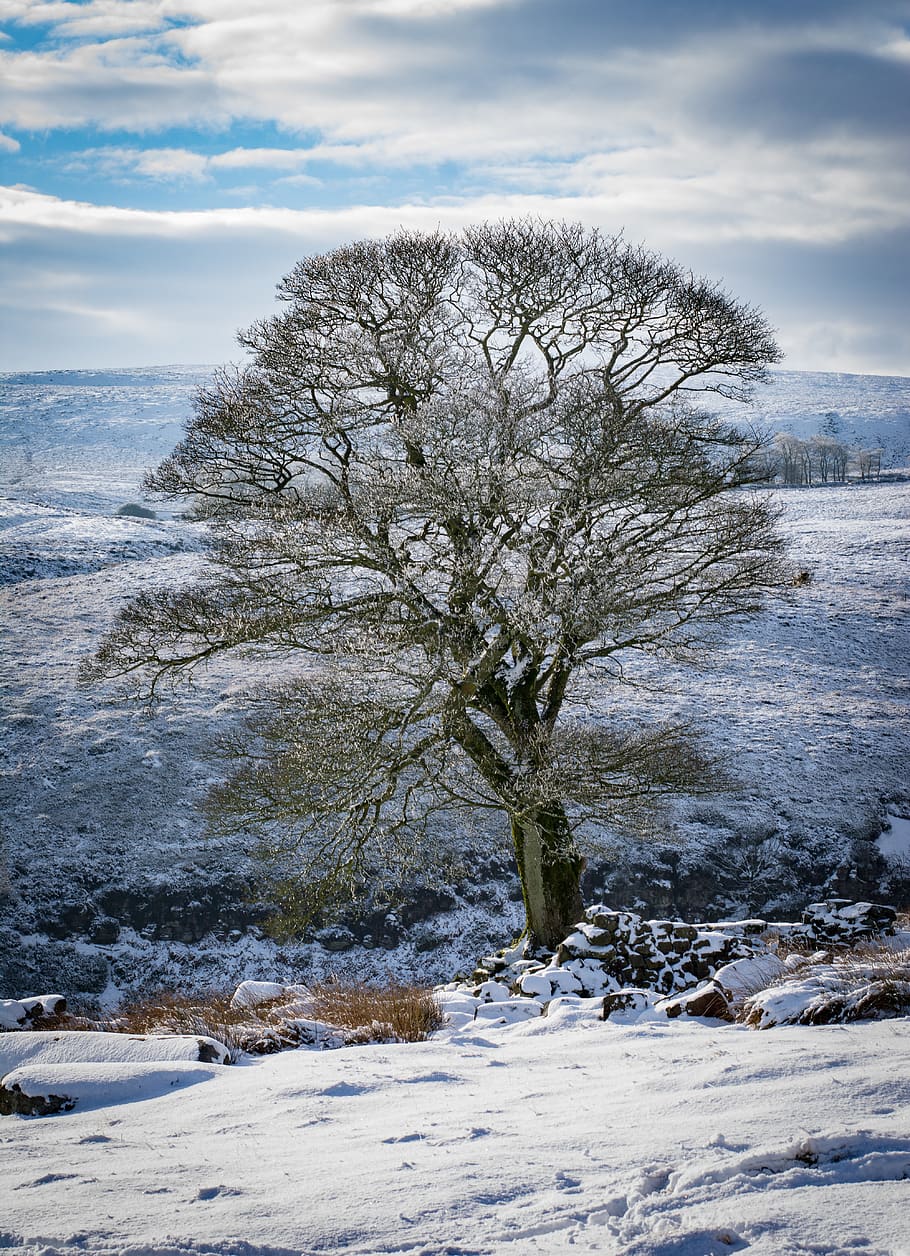 snow, cold temperature, winter, beauty in nature, tree, sky HD wallpaper
