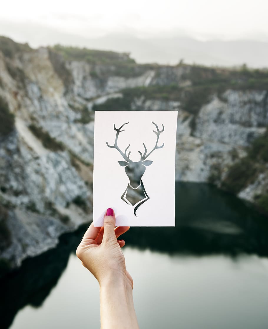 Person Holding White Paper, beautiful, calm, deer, hand, leisure HD wallpaper