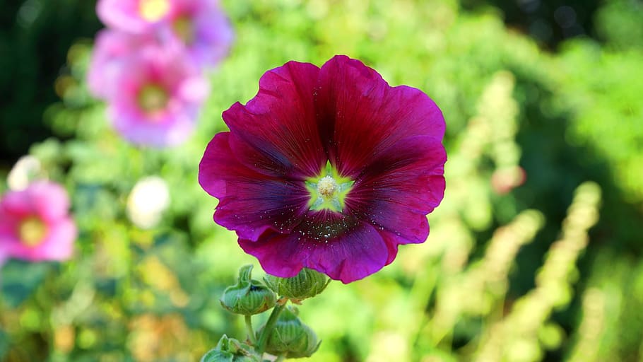 Selective Focus Photography of Purple Hollyhock Flower in Bloom HD wallpaper