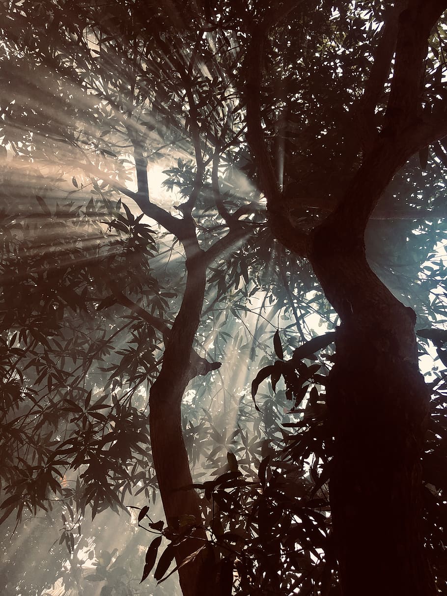 Silhouette Of Tree, backlit, branches, sunlight, plant, low angle view HD wallpaper