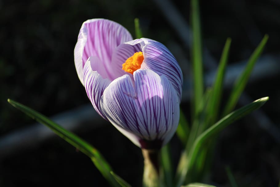 crocus in bloom, flower, purple, flowering plant, freshness HD wallpaper