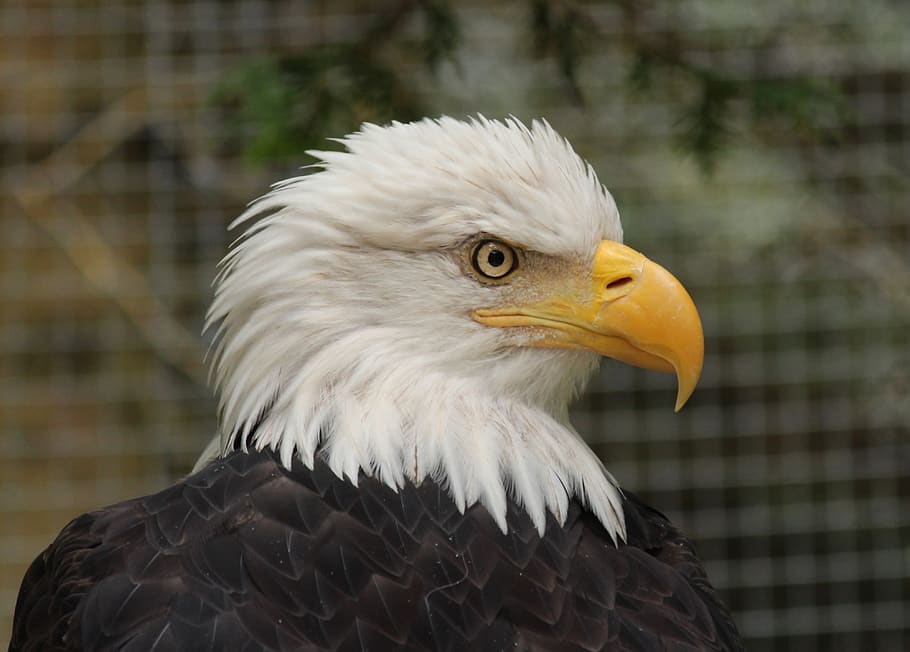 bald eagle, bird, animal, head, pride, portrait, majestic, feather HD wallpaper