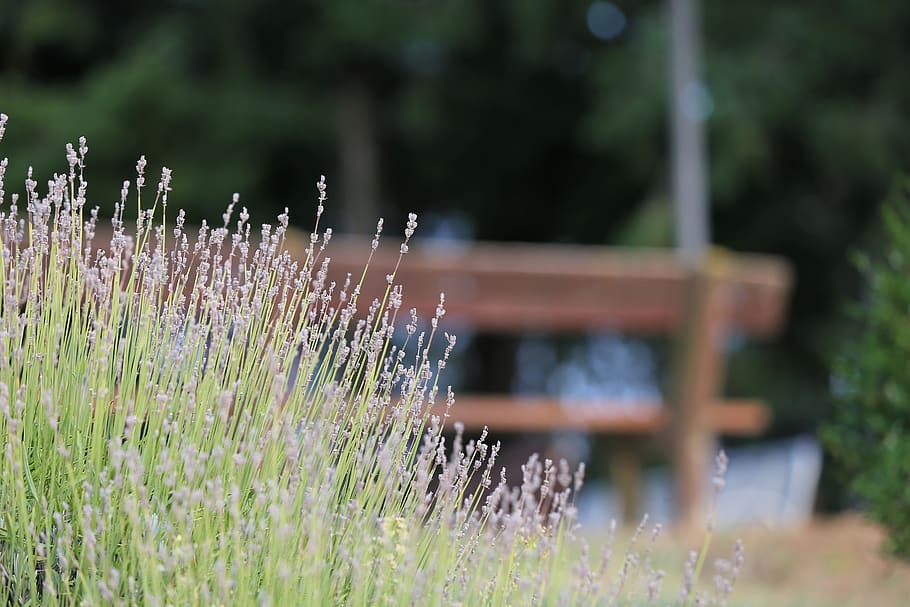 lavender, bench, park, rest, seat, relaxation, nature, outdoor HD wallpaper