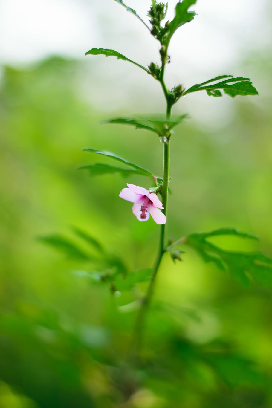 india, patharia, unnamed road, plant, flowering plant, beauty in nature HD wallpaper