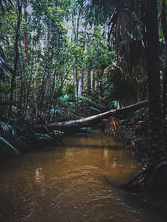 australia, log, trees, forest, wet, rain, ferns, rainforest HD wallpaper