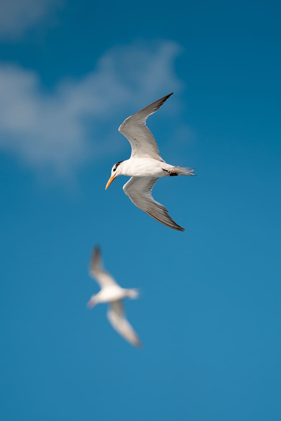 white bird in flight, animal, flying, seagull, cuba, havana, beak HD wallpaper