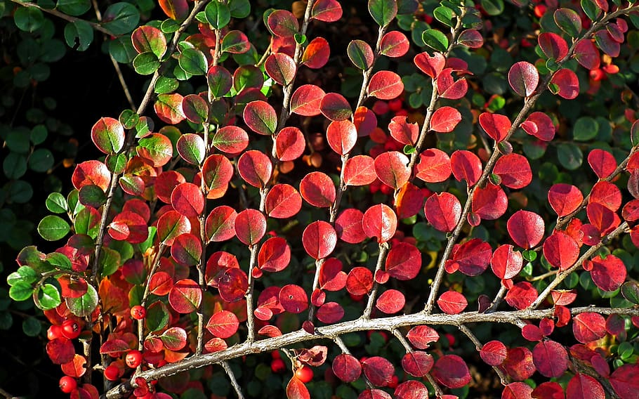 foliage, cotoneaster, red, sprig, autumn, colors, nature, closeup HD wallpaper