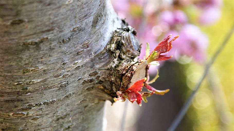 loot, leaves, twig, tree trunk, bark, new, spring, outdoor HD wallpaper