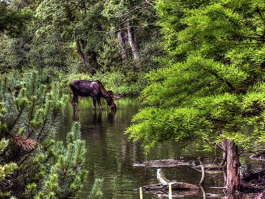 Black Moose Drinking Water, animal, elk, plant, tree, animal themes HD wallpaper