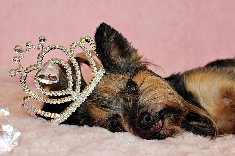 yorkshire terrier, dog, crown, nice, cute, mammal, domestic HD wallpaper